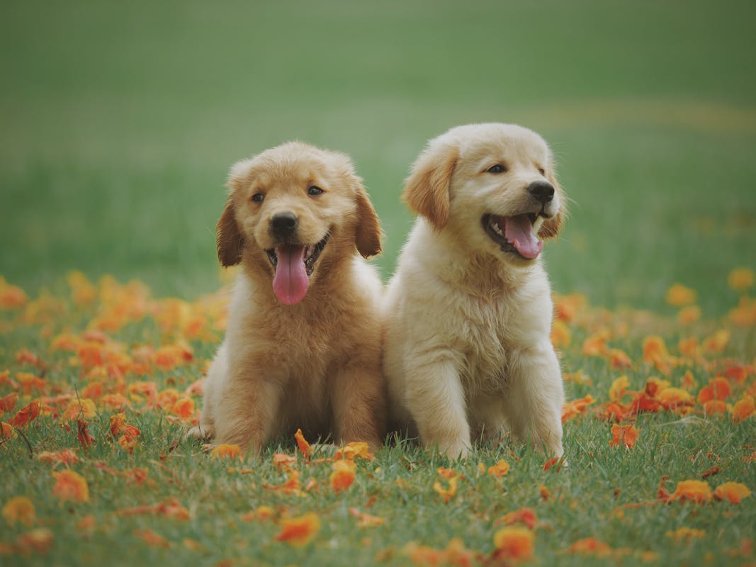 Pet Friendly Flooring